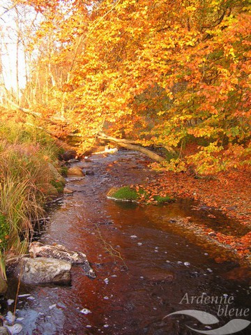 PAYS - Foret